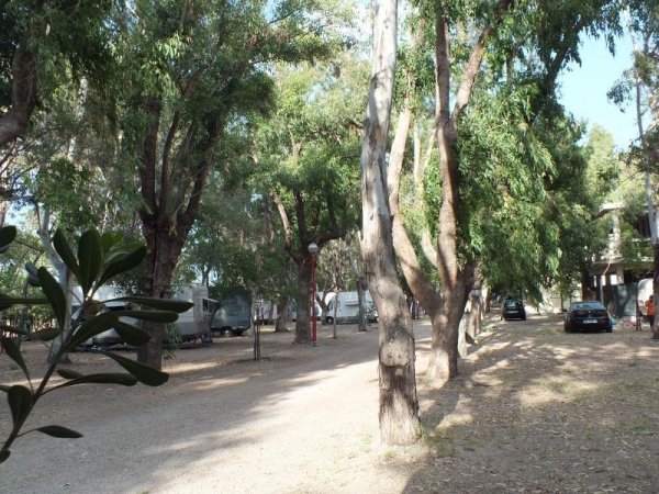 Un viale ombreggiato con alberi e auto parcheggiate.