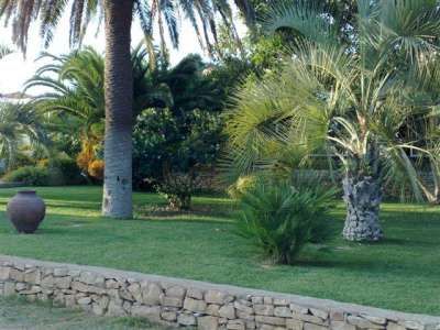 Un giardino con palme e un grande vaso di terracotta su un prato verde.
