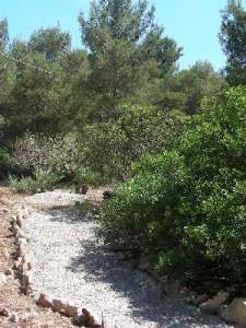 Un sentiero sterrato circondato da alberi e cespugli verdi sotto un cielo azzurro.