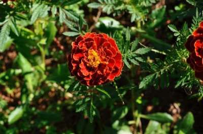 Un fiore rosso con petali arricciati al centro, circondato da foglie verdi.