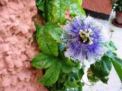 Fiore di passiflora viola con frange bianche e foglie verdi vicino a un muro rosa.