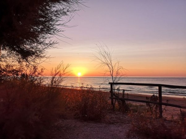 Tramonto sul mare con cespugli e staccionata.