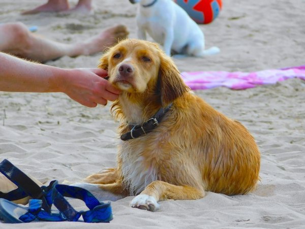 Cane accarezzato sulla spiaggia con giochi e asciugamani.