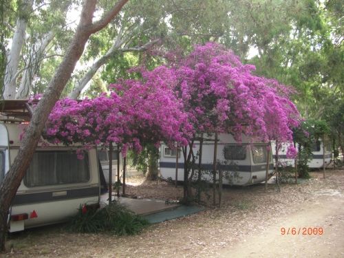 Caravan con un albero di bouganville fiorito di color viola brillante sopra.