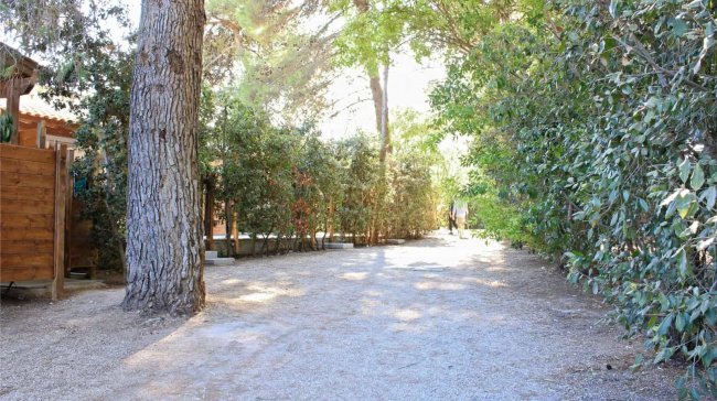 Sentiero tra alberi e cespugli, luce solare filtrata.