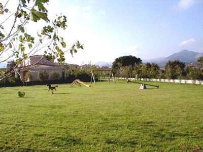 Un ampio prato con attrezzi per agility dog e montagne sullo sfondo.