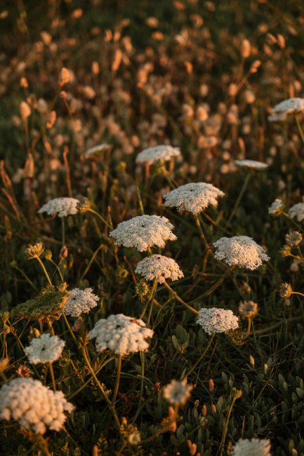 Fiori bianchi in un campo al tramonto.