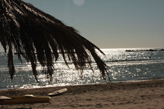 Spiaggia con palma e mare scintillante.