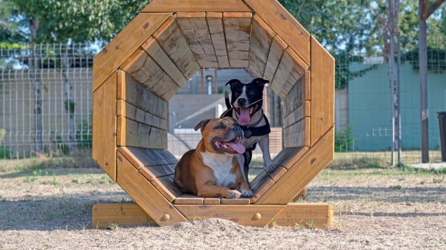 Due cani in un tunnel di legno all'aperto.