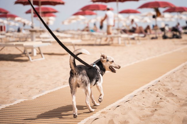Cane al guinzaglio su passerella di sabbia.