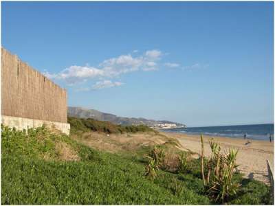 Spiaggia con vegetazione costiera e un cielo sereno.