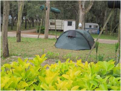 Una tenda verde in un campeggio con roulotte e cespugli gialli davanti.