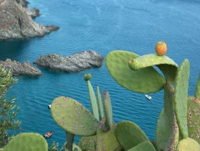 Pianta di fico d'India vista dall'alto con mare blu e scogli sullo sfondo.