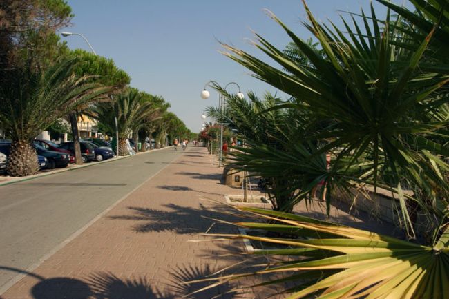 Una passeggiata ombreggiata da palme, con marciapiede e pista ciclabile.