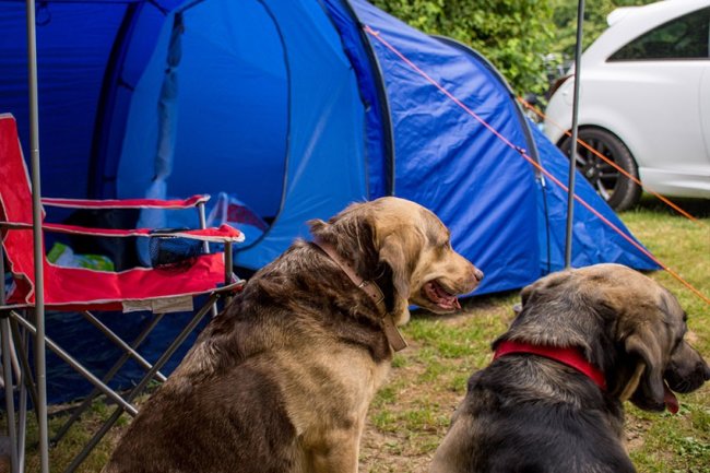 Due cani seduti vicino a una tenda blu in campeggio.