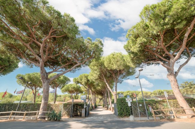 Viale alberato con pini e cielo blu.