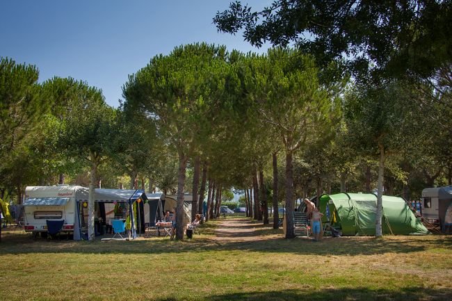 Area campeggio in una pineta con tende e roulotte.