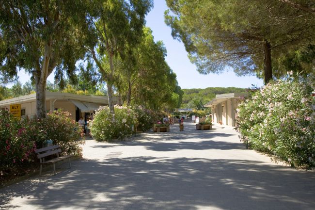 Viale ombreggiato con fiori e panchine.