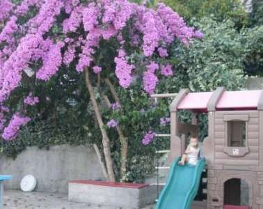 Giardino con albero di fiori viola e scivolo accanto a una casetta.