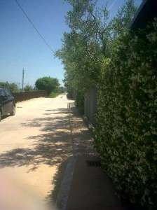 Una strada con alberi e un cespuglio fiorito a destra.