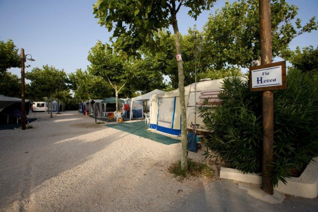 Tende da campeggio lungo un viale con alberi.