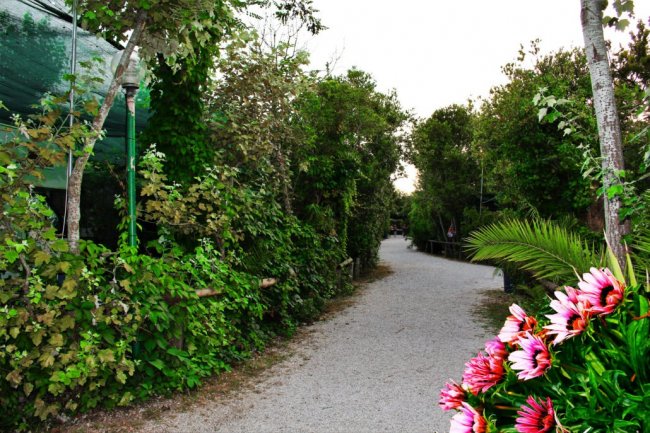 Sentiero alberato con fiori colorati ai lati.