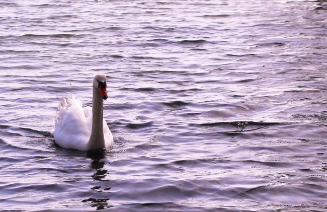 Cigno che nuota in acqua.