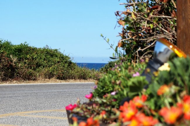 Strada vicino al mare con fiori colorati in primo piano.