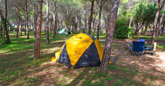Tenda gialla e nera in una pineta.