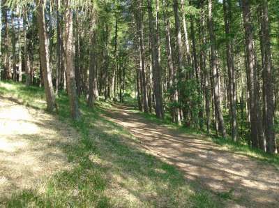 Sentiero ombreggiato che attraversa un bosco.