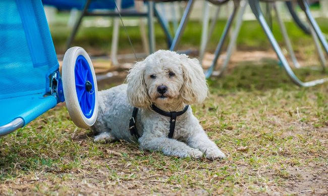 Cane bianco disteso su erba accanto a un carrello.